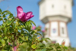 langeoog_3528