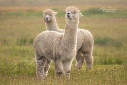 langeoog_3684