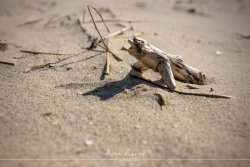 langeoog_4248