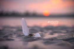 Wangerooge_02288