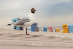 tiere_3653