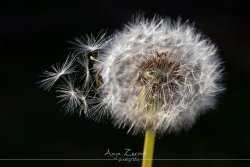 pflanzen_6630