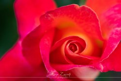 pflanzen_7265