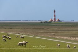 0606_Westerhever